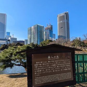 潮入の池.
海水を引き入れ 潮の干満によって趣を変える様式.
都内にある江戸の庭園では
唯一現存する海水の池.