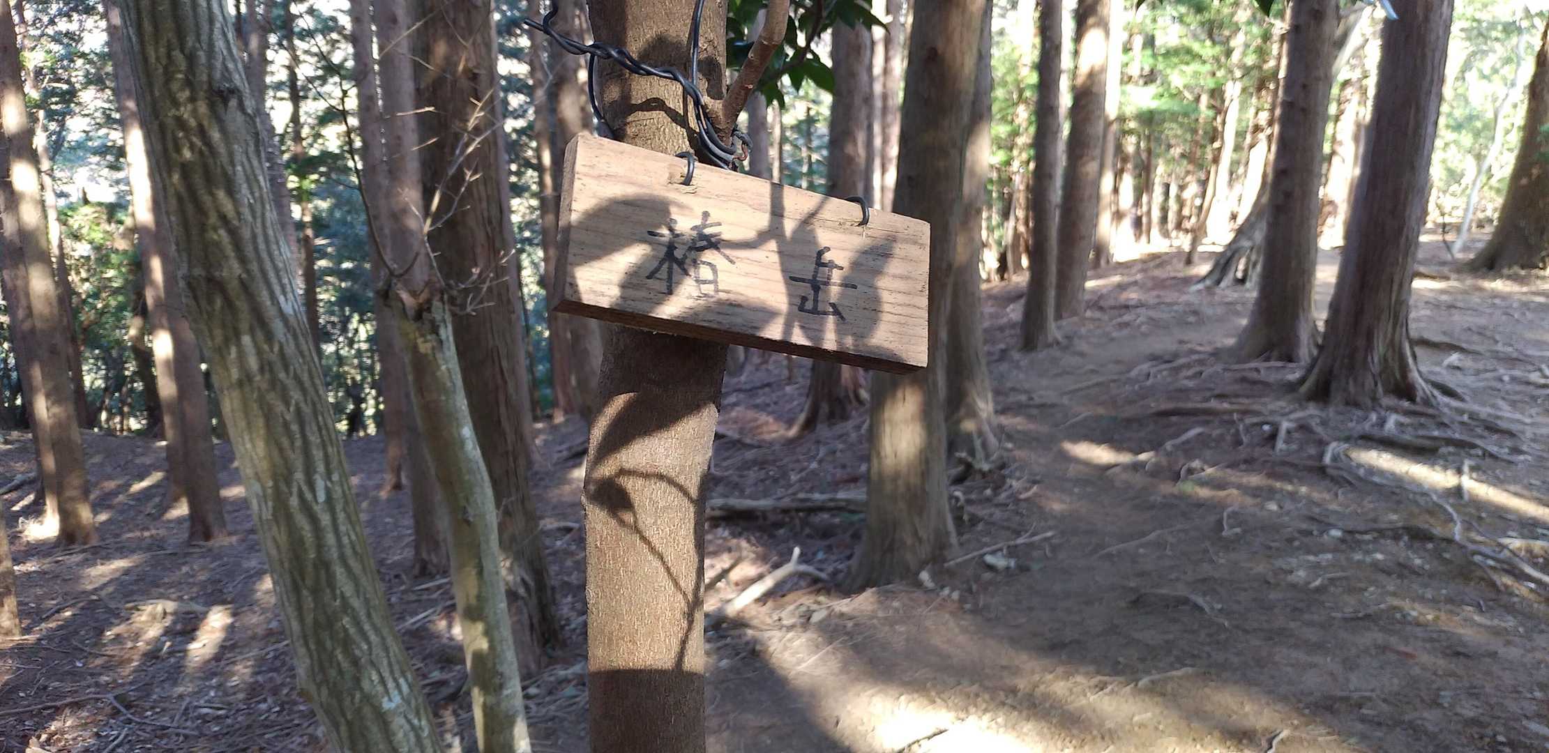 椿岳
