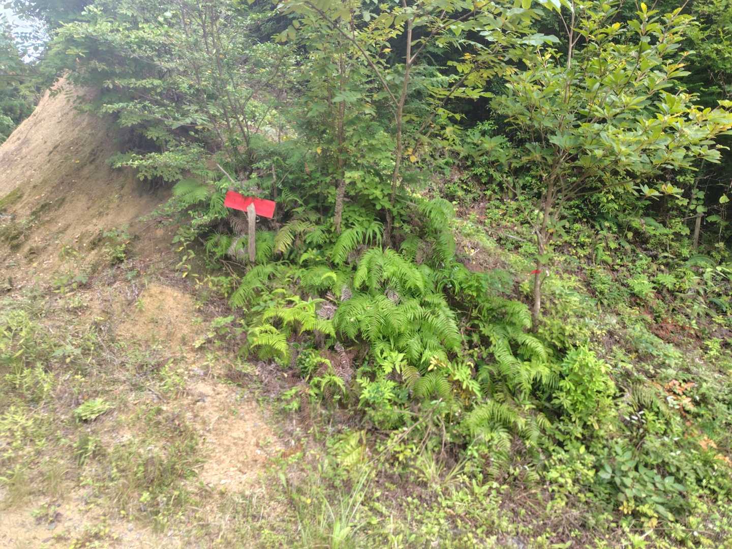 春日山 往復コースの写真