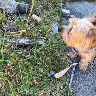 マツムシソウの花を
愛でるジョージア