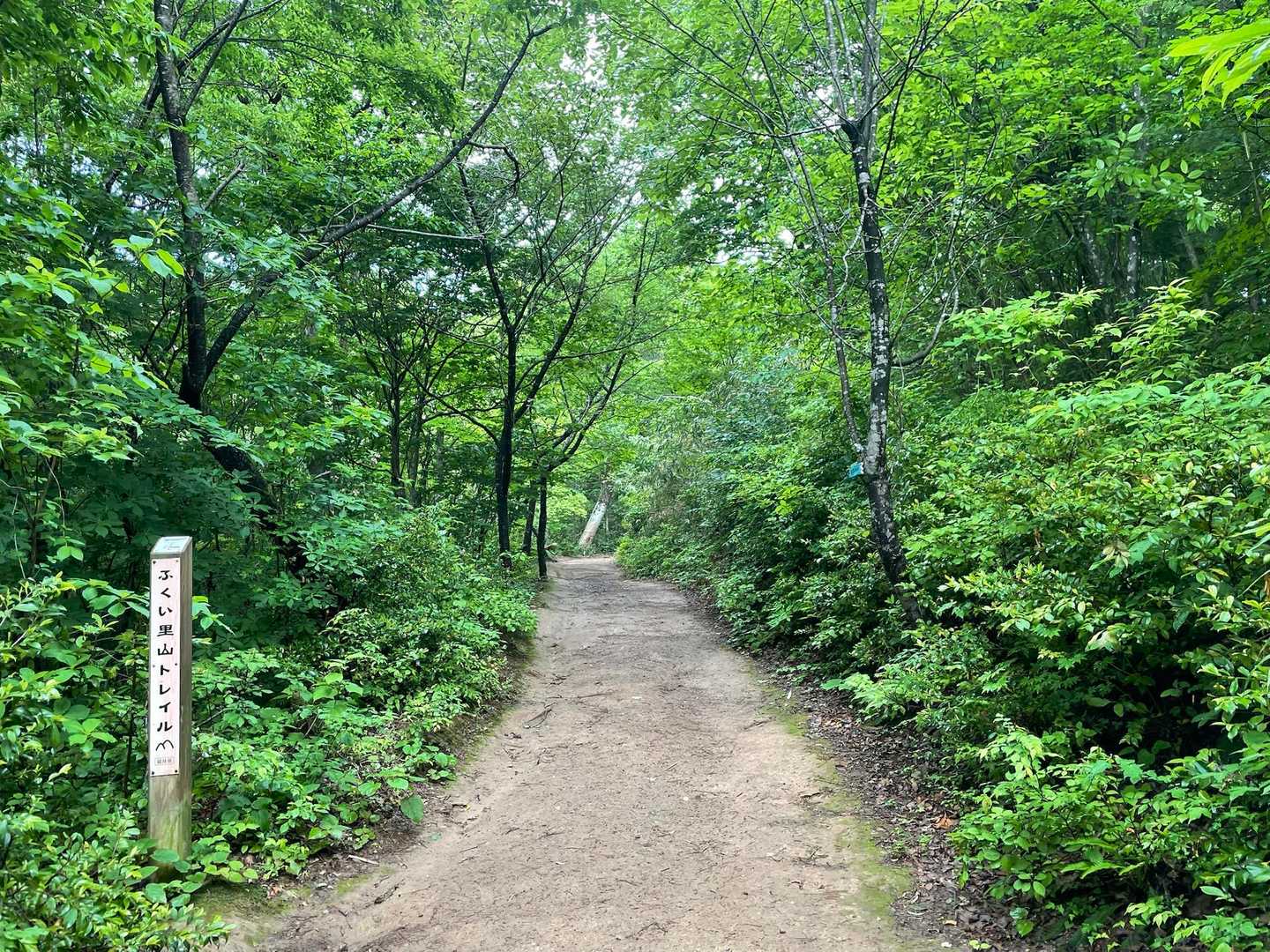 新緑🌱もさすがに里山では緑が濃くなってきましたね