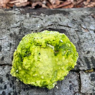 これは何？キノコでしょうか？