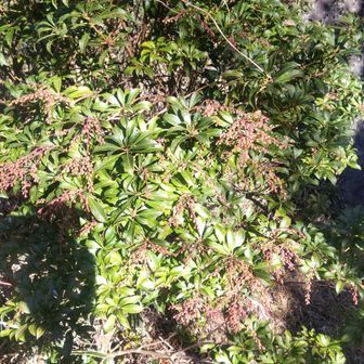 アセビはもう少し？