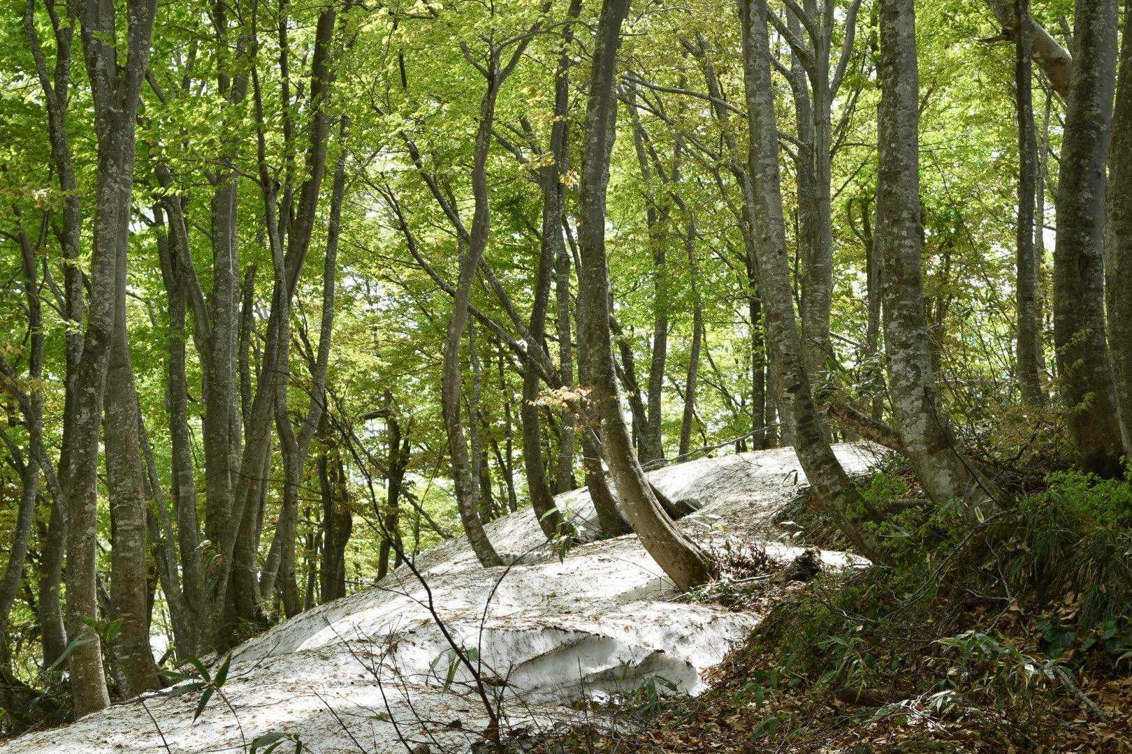 花立峠-鋸山-枡形山-萱峠 周回コースの写真