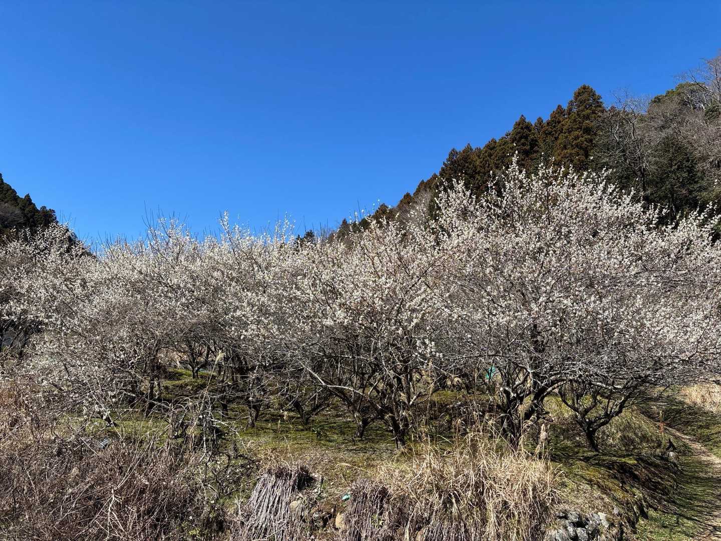 登山口は梅🌸