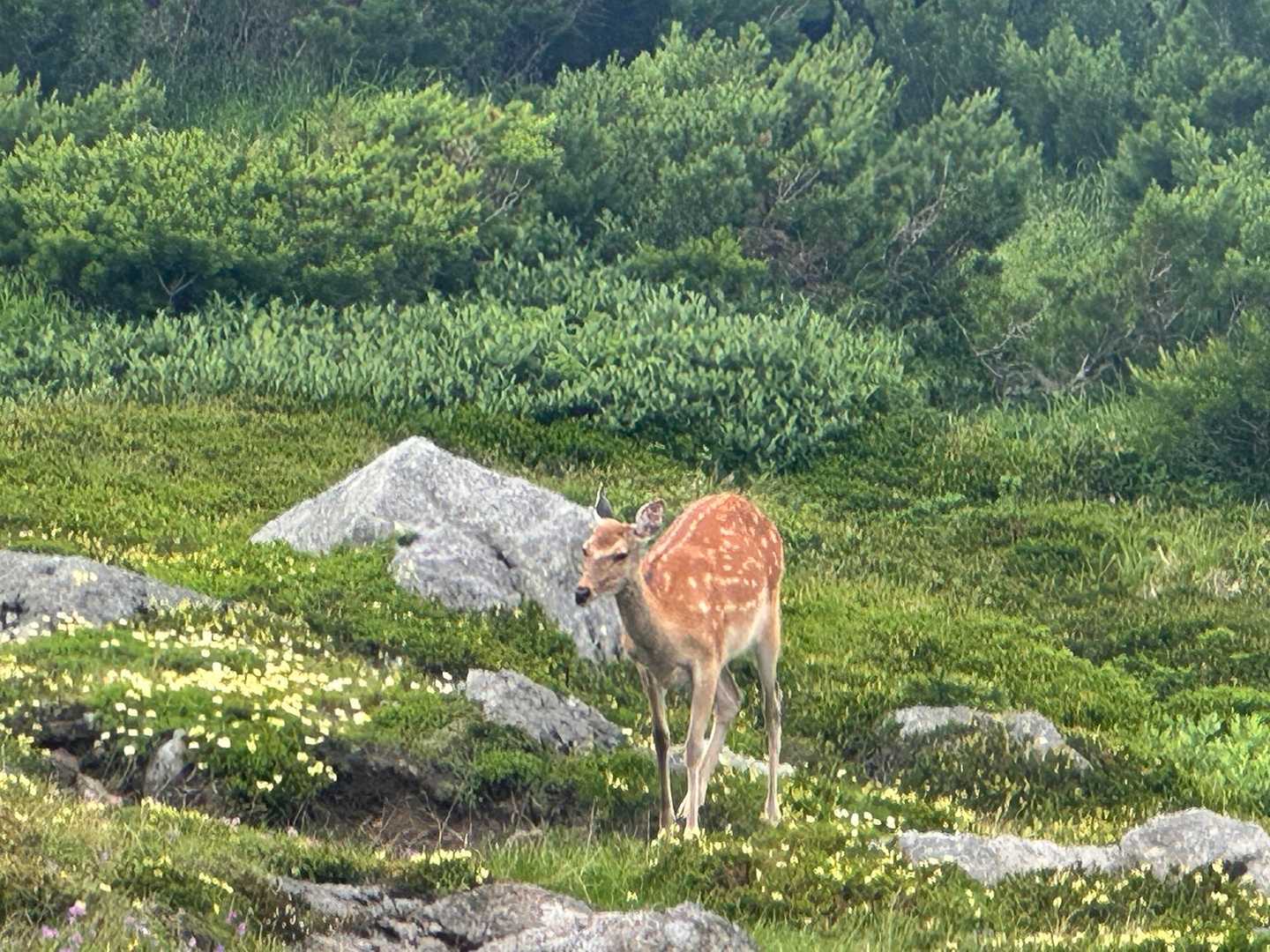 シシガミ様にお見送りして頂きました🦌