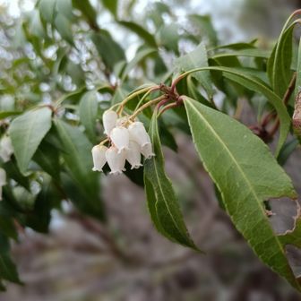 馬酔木がちょっとだけ