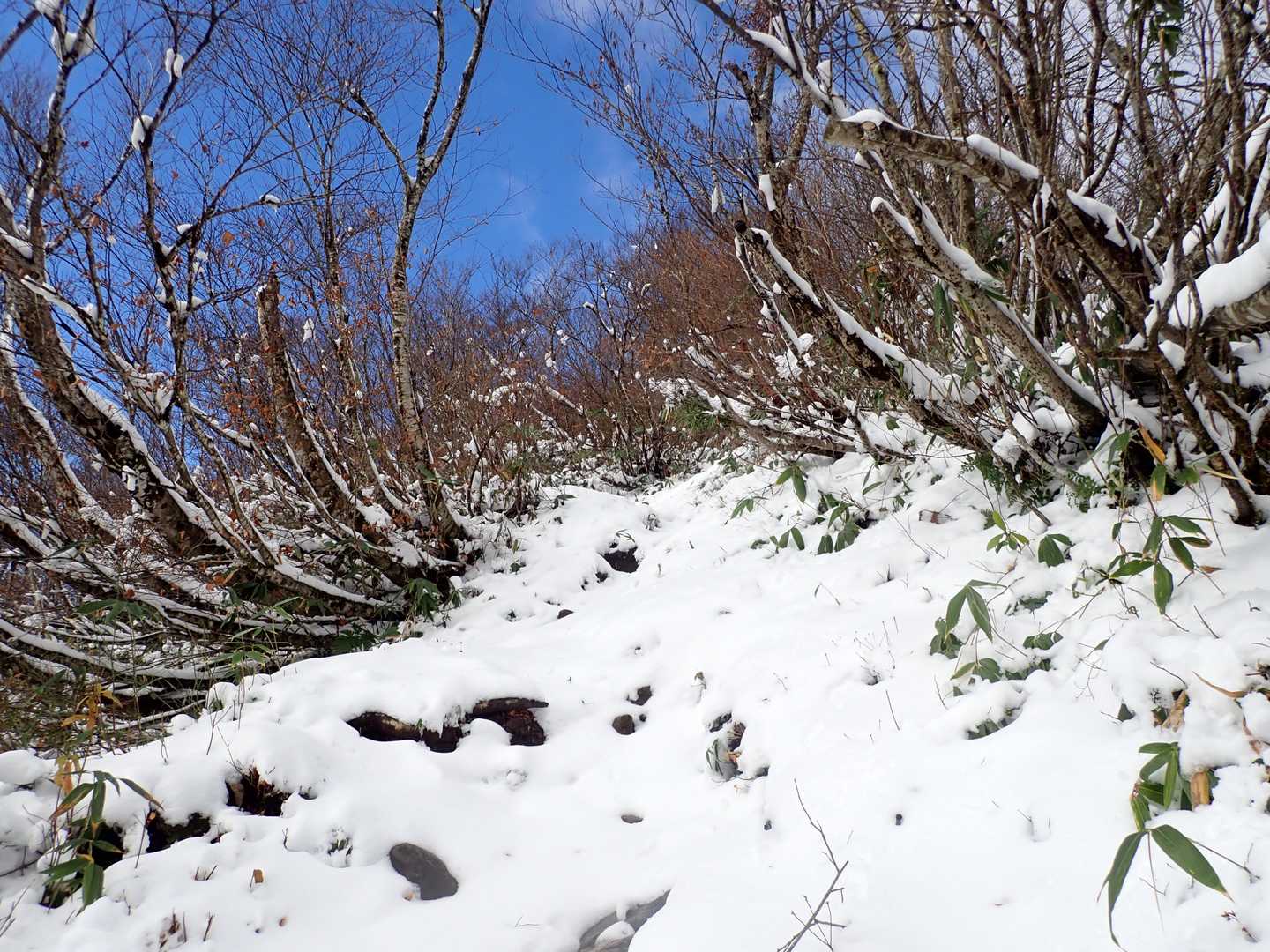 地蔵岳 往復コースの写真