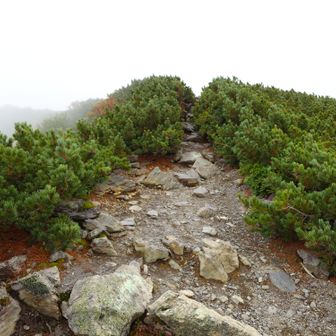 登山道
