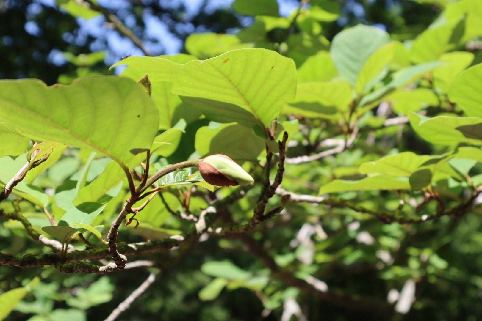 オオヤマレンゲの開花状況をチェック😁沢山蕾が付いてるね👍