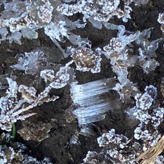 霜はありました❄️