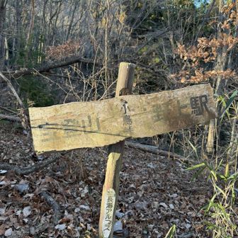 定番　小鳥峠
でも小鳥見えず．