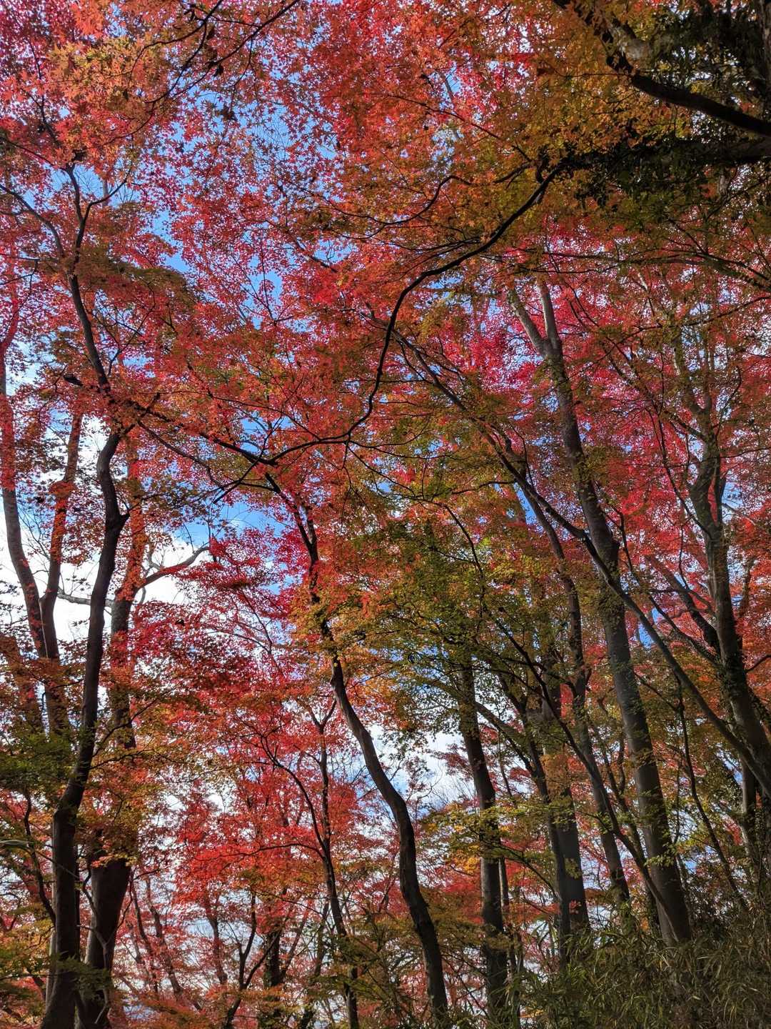 🤩🍁✨