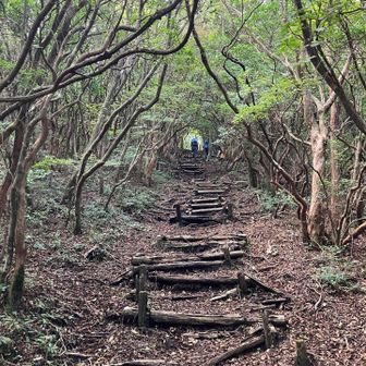 森に入り、少し登りがキツくなります