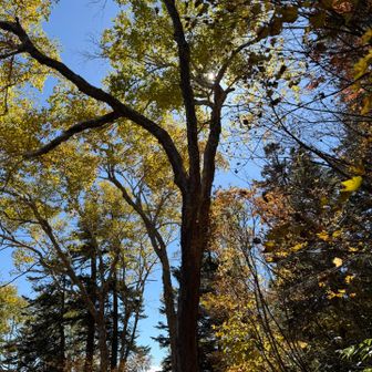 登山道の紅葉
