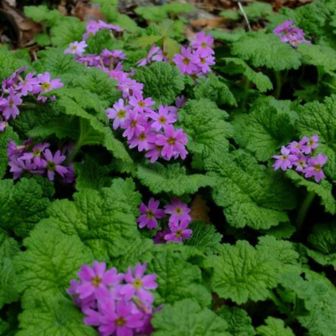 カッコソウ保存会