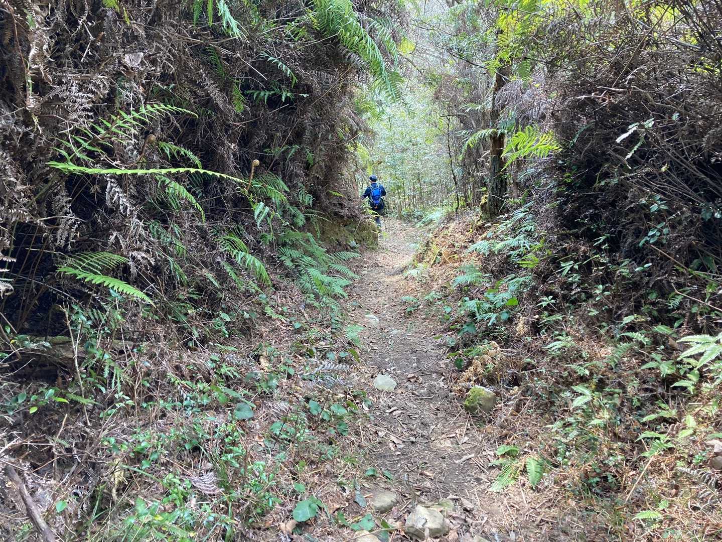 袴腰山-大代山-歓喜天 周回コースの写真