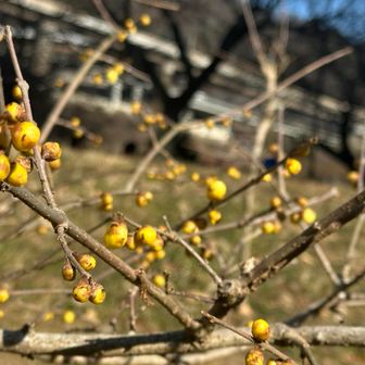 黄色いぽんぽん🟡