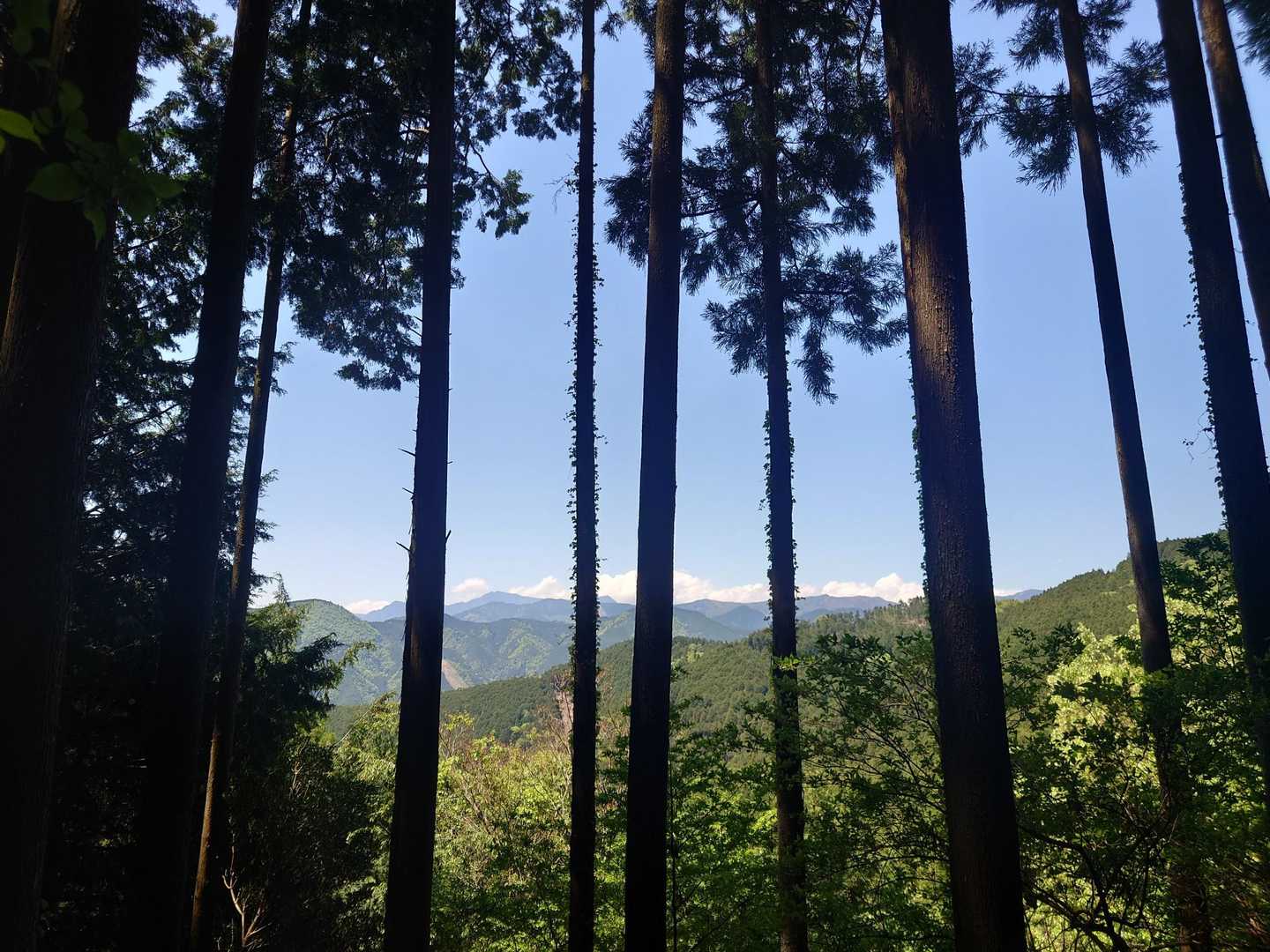 気持ちがいい山歩きでした😃