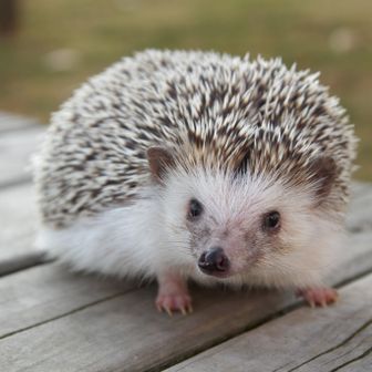 ハリネズミあんこ