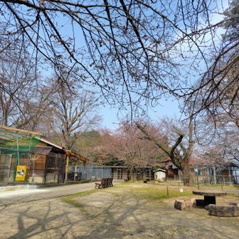 もうすぐしたら…
打吹公園の「さくら」が「みのる」時期🌸