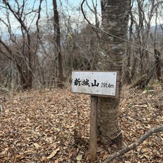 新城山到着
ここで厄介な薮はほぼ終わり
