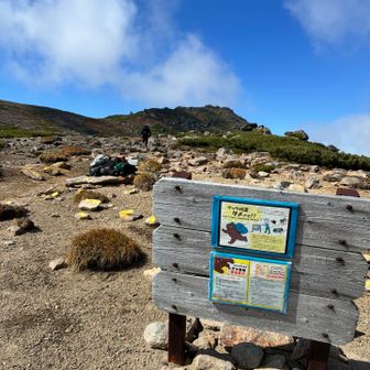 白雲岳・北海岳分岐　ヒグマが寄るからデポ禁とされているが、あとの人のことを考えられる登山者でいたいものです
ここはホントにクマの通り道なんだよ