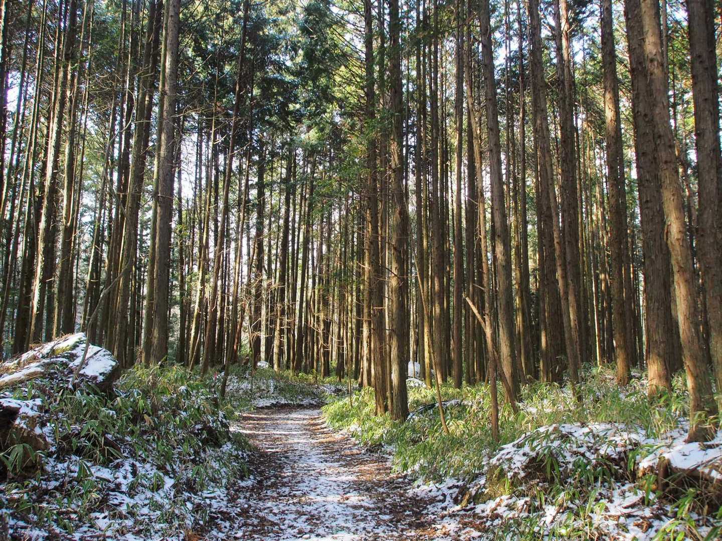 笹と檜と雪の林道に、傾いた陽が差し込んでかなりいい感じ✨🌲

積雪もあり、山腹より上の急な尾根は要注意でしたが、無事に降りて来られて良かったです。今日もありがとうございました⛰️