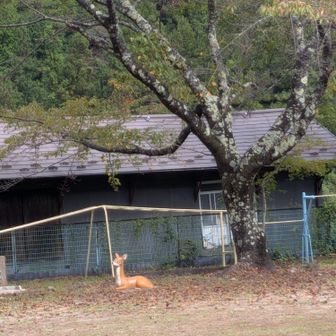 駐車場から渓谷公園に行く途中道に迷って、別の公園があったのですが、鹿がリアルすぎてビビりました💦