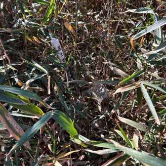 三角点は藪の中に確認。元々はピストンする予定も、戻る気力はなくそのまま進むことに。