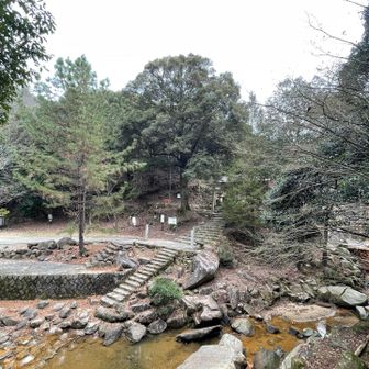 クスノキがいいね