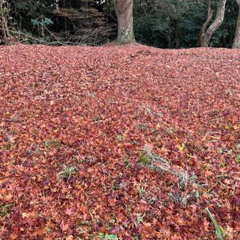 紅葉は足元に