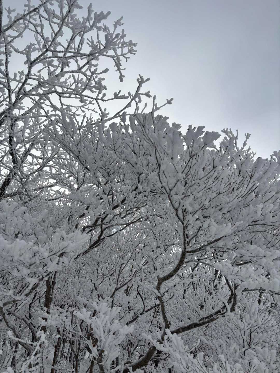 樹氷が綺麗