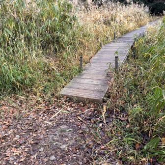 分岐はこの先に池がある橋の手前です。