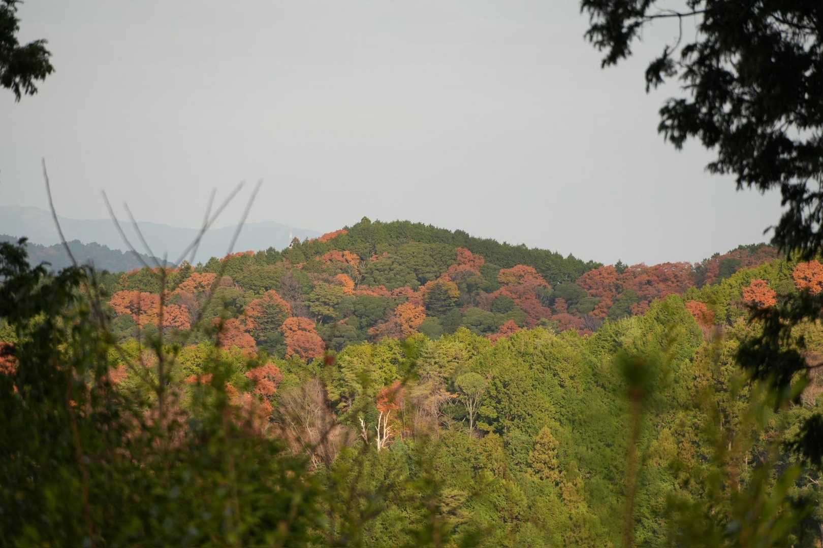 本宮山 往復コースの写真
