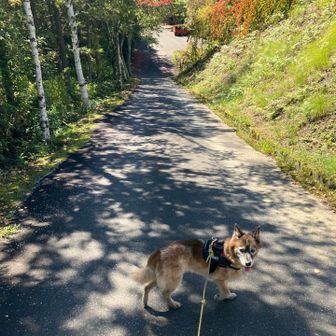 駐車場から極楽峠パノラマパークまでの坂道。
見晴山へは、ここから少し下りたところから登っていきます。