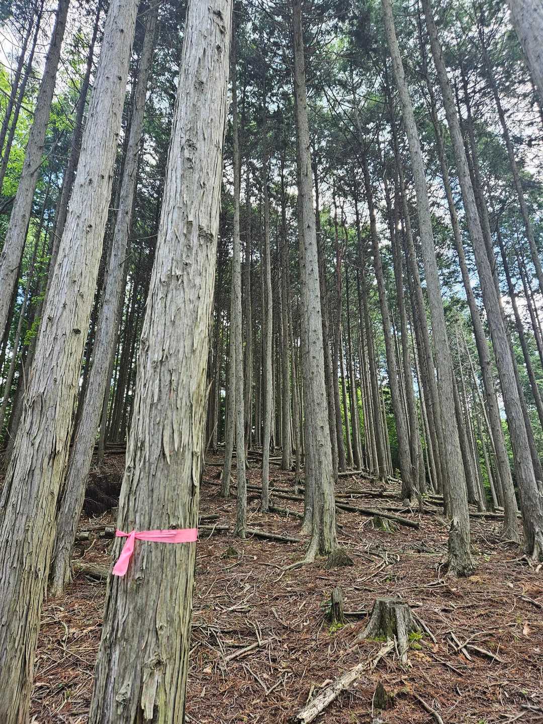 樹林が続く