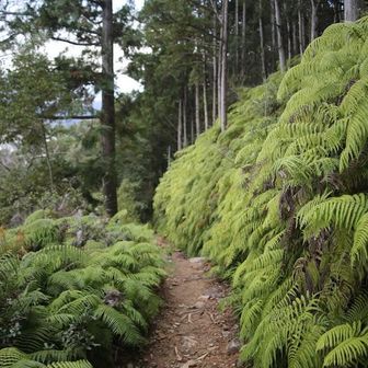 シダ・コケ類も多くあるみたいですが、ほぼ見分けができません。