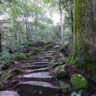 苔蒸していい雰囲気、前日の雨で岩の階段滑る💦