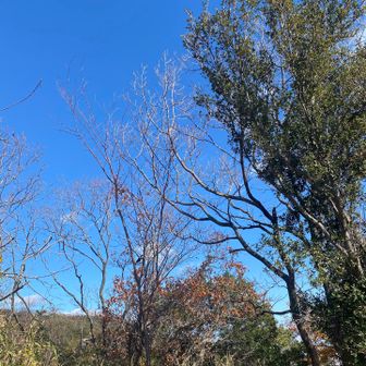 🐦‍⬛の寝ぐらやったんかも