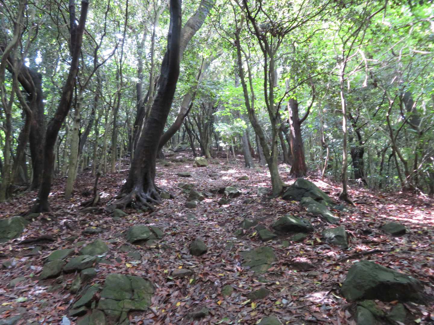 山頂直下の急登です。