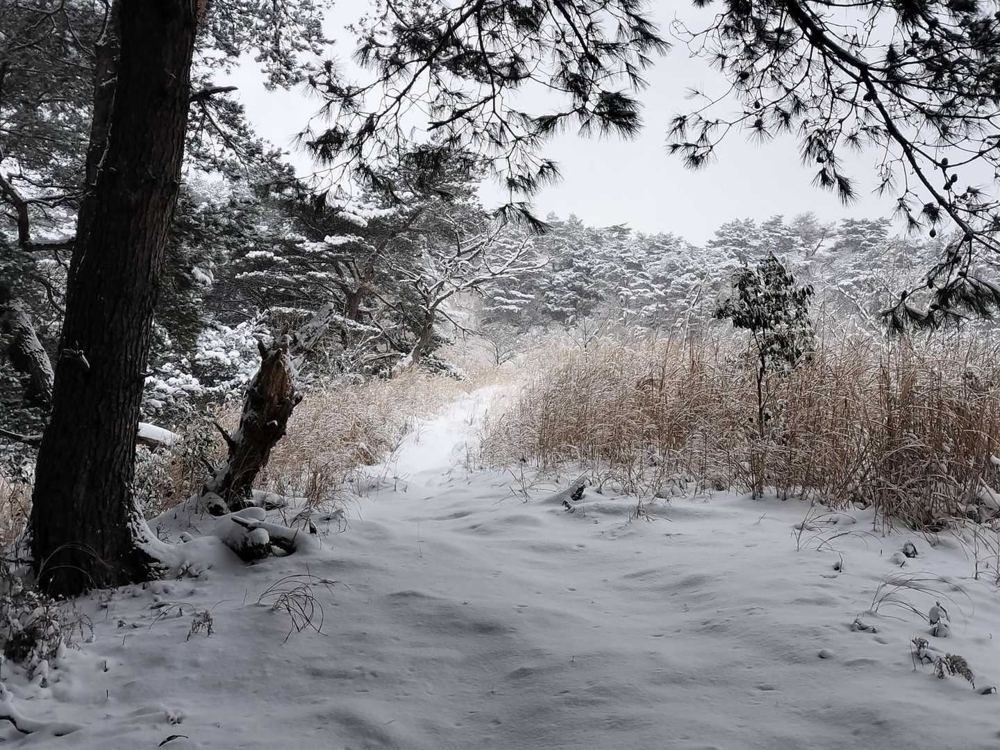生野高原登山口-達磨ヶ峰-フトウガ峰 往復コースの写真