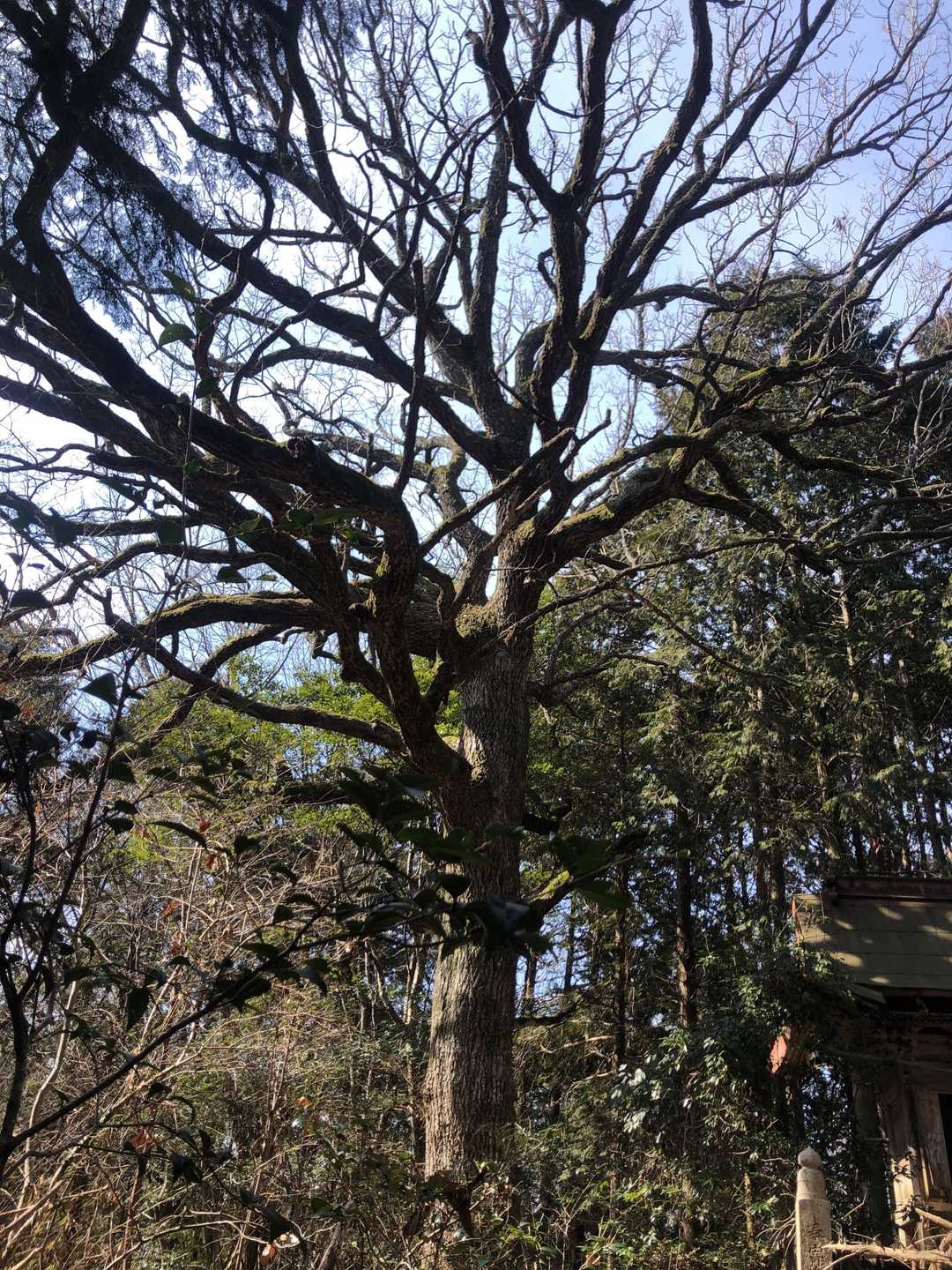 すごく大きな木があります