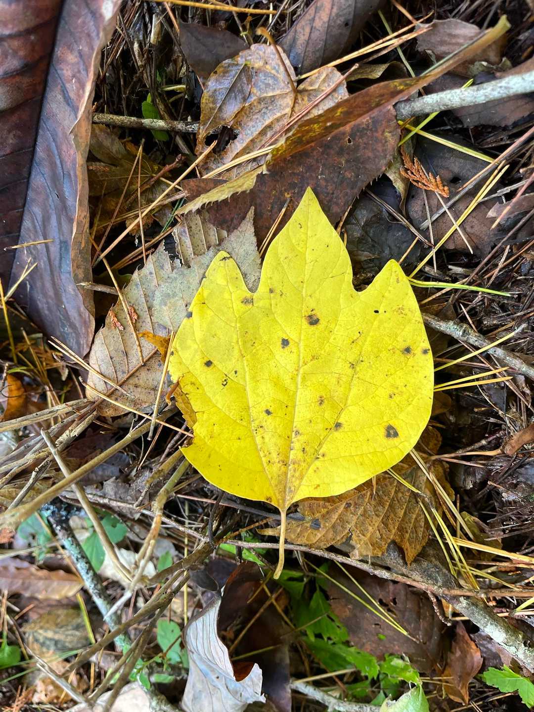 檀香梅(だんこうばい)の葉🍁
三つに裂ける葉とハート型の葉がある
関東地方以西の本州、四国及び九州に分布するクスノキ科の落葉低木
・枝を折るとクスノキ科に特有の香りがあり、クロモジと同様、枝を楊枝の材料にすることで知られる。
名前の"檀香"は香道に使われる「白檀(びゃくだん)」が由来。 葉を千切れば、クロモジを少しスパイシーにした爽やかなアロマが漂います。

山にはクロモジの兄弟や親戚がいっぱいいて、山の豊かなアロマを演出しています。特に同じクロモジ属の樹木「檀香梅（ダンコウバイ）」と「油瀝青（アブラチャン）」はクロモジと合わせ「クロモジ三兄弟」と呼ばれます。

花言葉『永遠にあなたのもの』