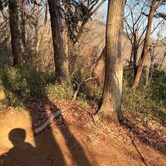 そしてあきば山（ヤマ？）