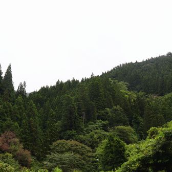 さてスタートです。曇り空。