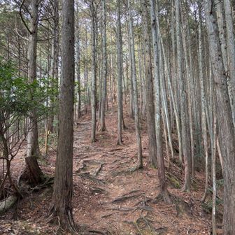 好きなトレイル区間