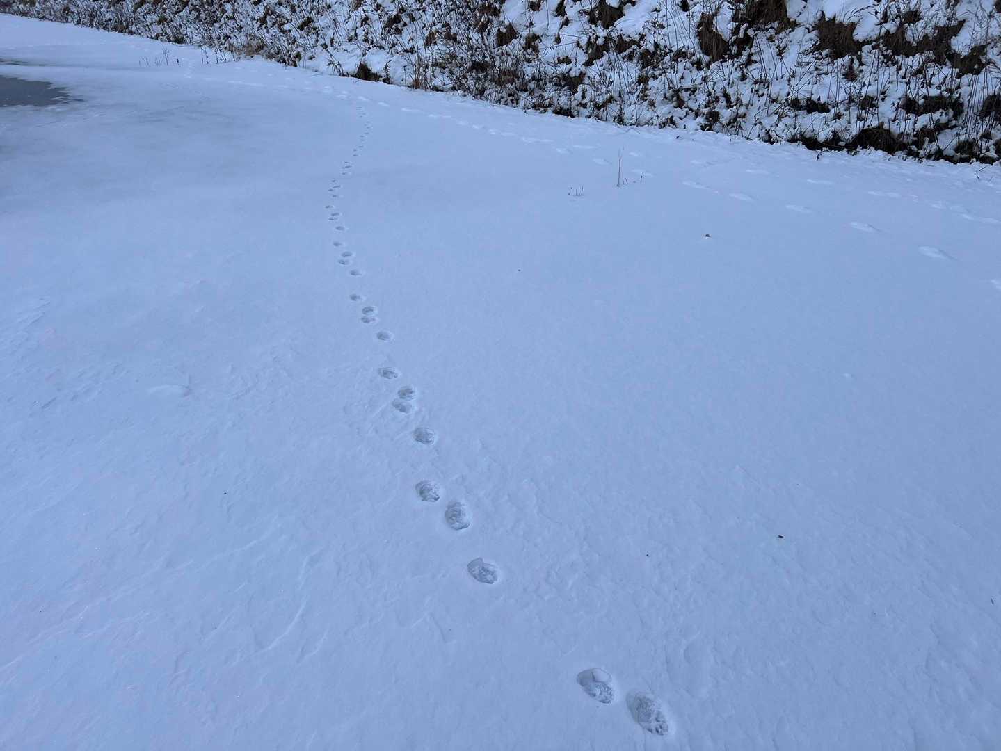先客発見🐾