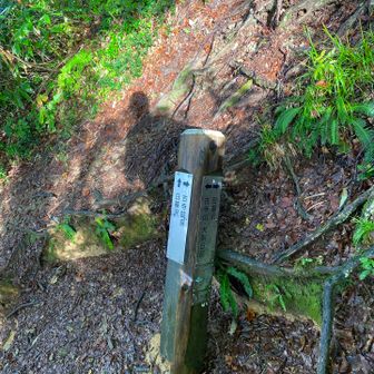 日差しが出てきた