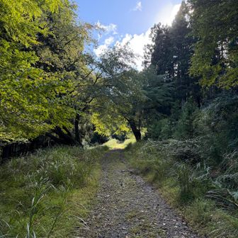 朝来山を目指します。